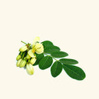 Moringa Oil