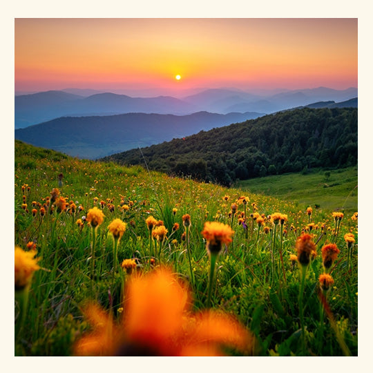 Morning Bloom Fragrance Oil