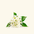 Neroli Essential Oil