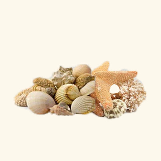 Oceanic Dream Fragrance Oil