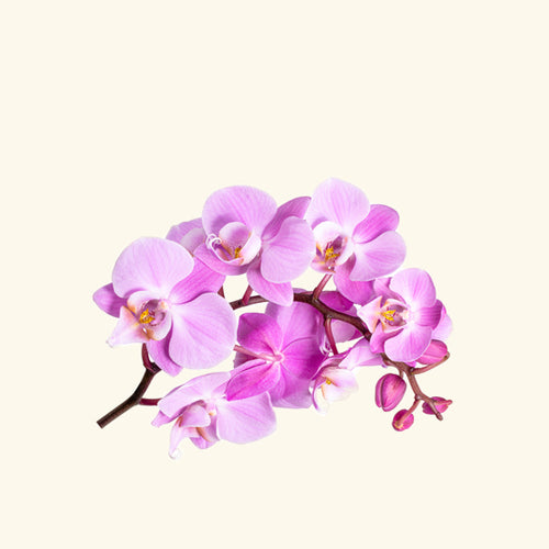 Orchid Flower Fragrance Oil