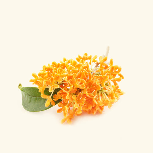 Osmanthus Essential Oil