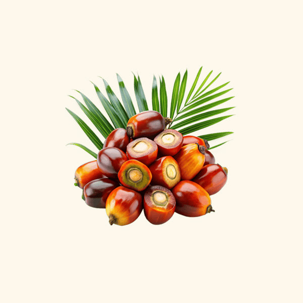 Palm Kernel Oil