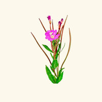 Palmarosa Essential Oil