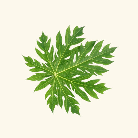 Papaya Leaf Hydrosol