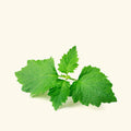 Patchouli Hydrosol