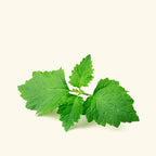 Patchouli Hydrosol