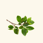 Peru Balsam Essential Oil