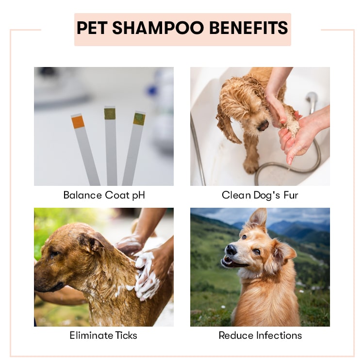 Pet Shampoo Base Benefits