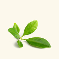 Petitgrain Essential Oil