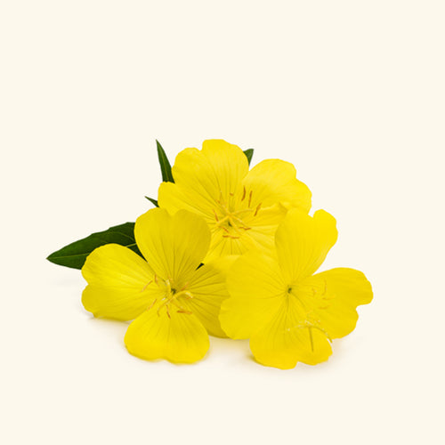 Primrose Oil