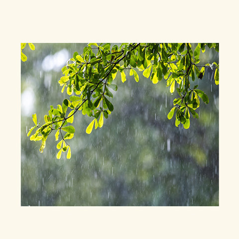 Rain Forest Fragrance Oil