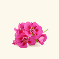 Rose Geranium Massage Oil