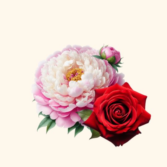 Rose & Peony Fragrance Oil