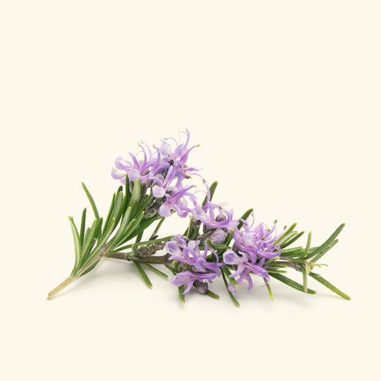 Rosemary Liquid Extract