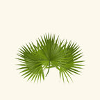 Saw Palmetto Essential Oil