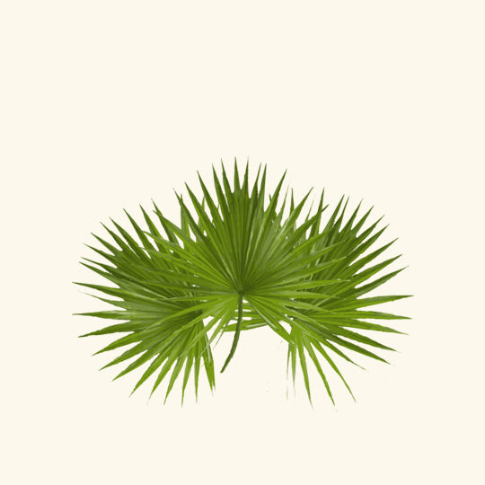 Saw Palmetto Essential Oil