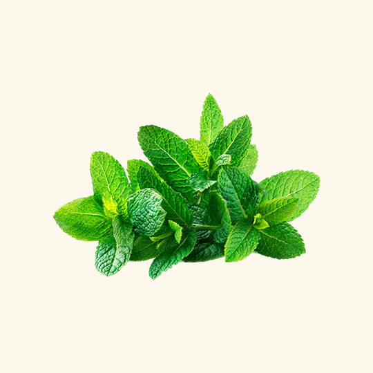 Spearmint Flavour Oil