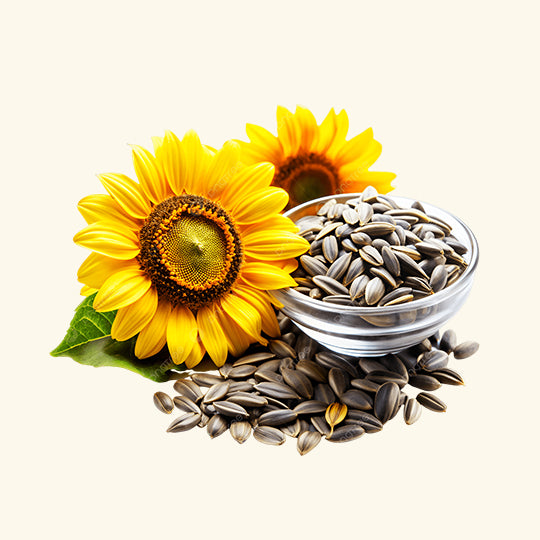 Sunflower Oil