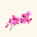 Sweet Pea Fragrance Oil