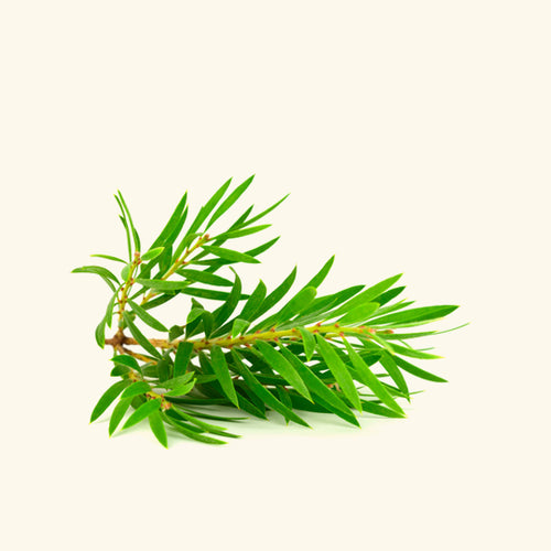Tea Tree Hydrosol