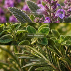 Third Eye Chakra Essential Oil Blend