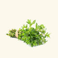 Thyme Essential Oil