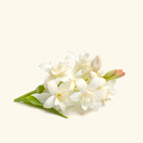 Tuberose Fragrance Oil
