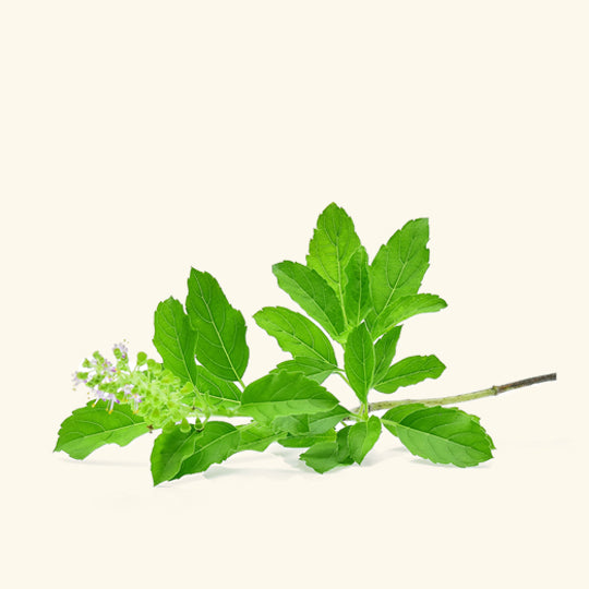 Tulsi Fragrance Oil