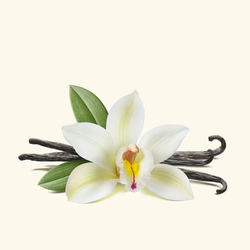 Vanilla Fragrance Oil