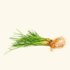 Vetiver Essential Oil