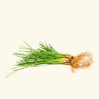 Vetiver Essential Oil