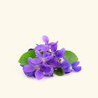 Violet Fragrance Oil