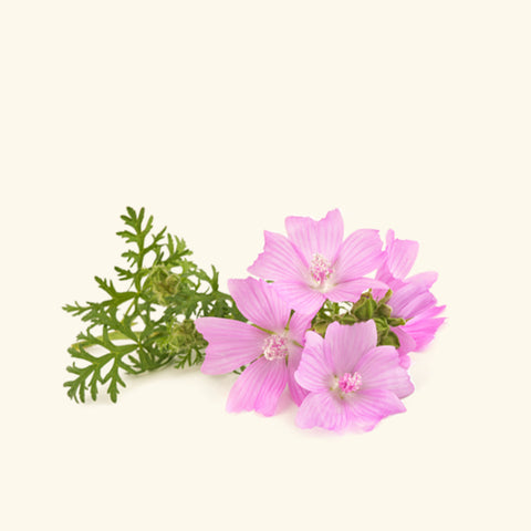 Wild Musk Fragrance Oil