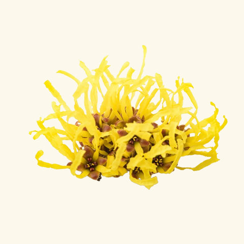 Witch Hazel Liquid Extract