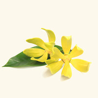 Ylang Ylang Fragrance Oil