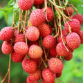 Litchi Fragrance Oil