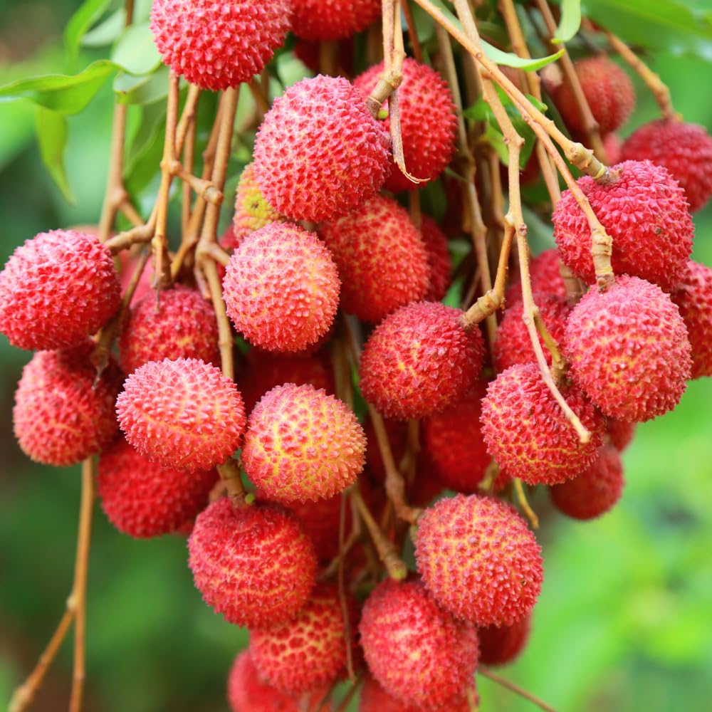 Litchi Fragrance Oil