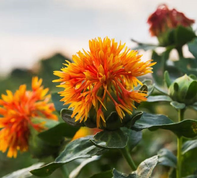 Safflower Oil