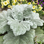 Silver Sage Fragrance Oil