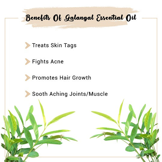 Pure Galangal Essential Oil Benefits