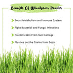 Wheatgrass Powder Benefits