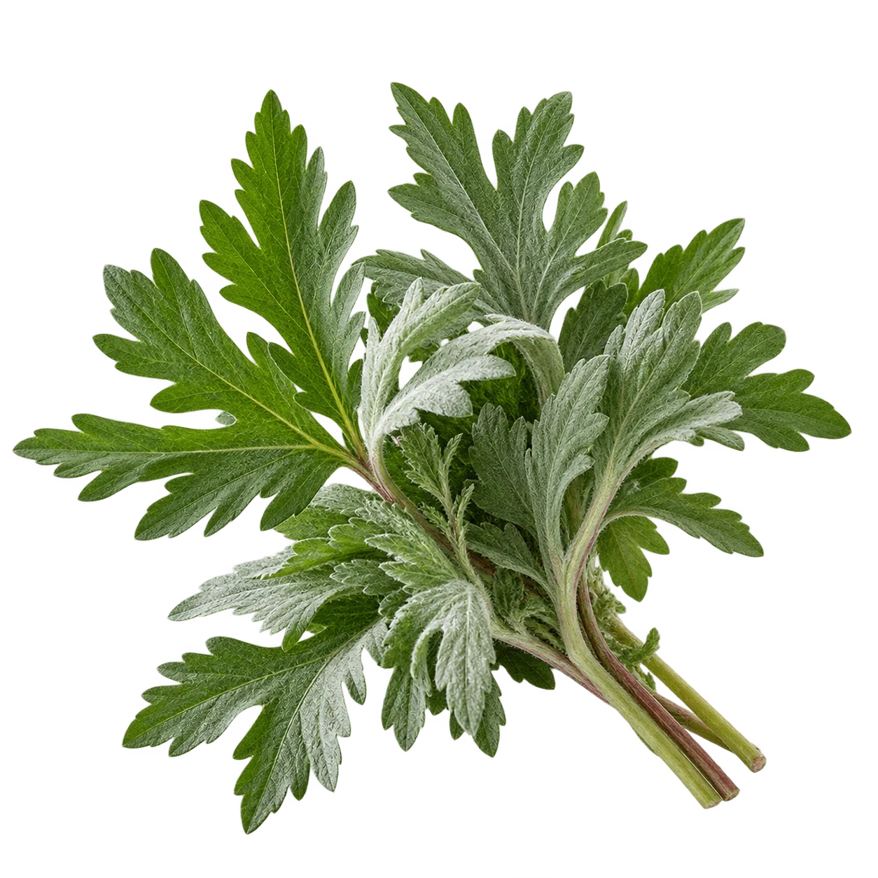Wormwood